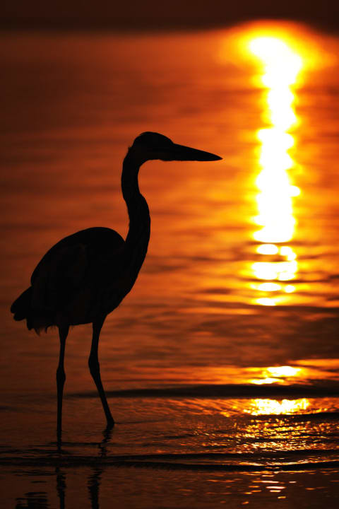 Graureiher beim Sonnenuntergang Summer Island Maldives