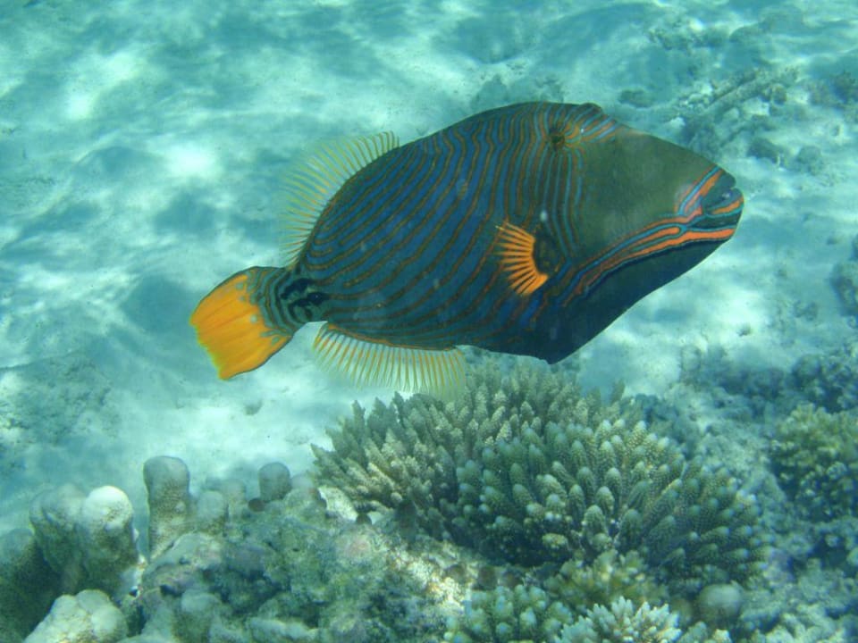 Gelbschwanz Drückerfisch Kuramathi Maldives