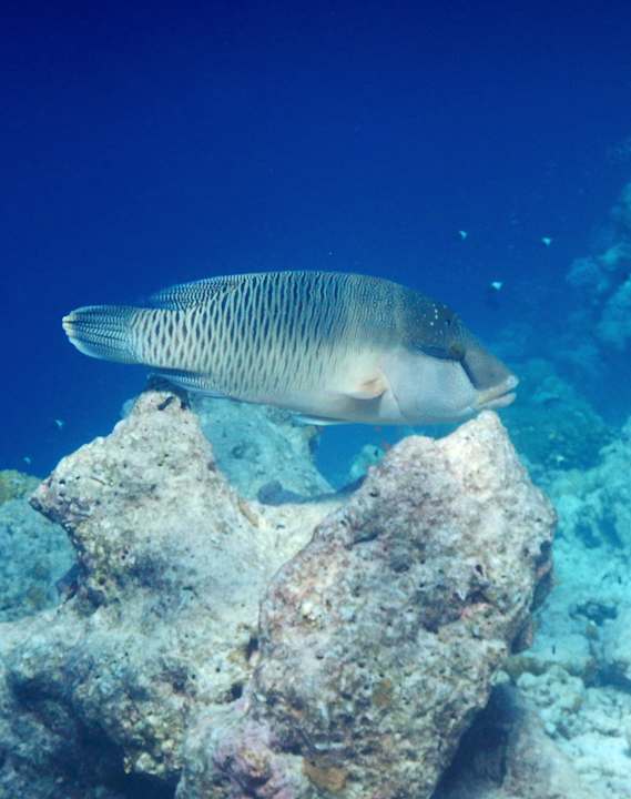 Sport & Freizeit Constance Moofushi Maldives