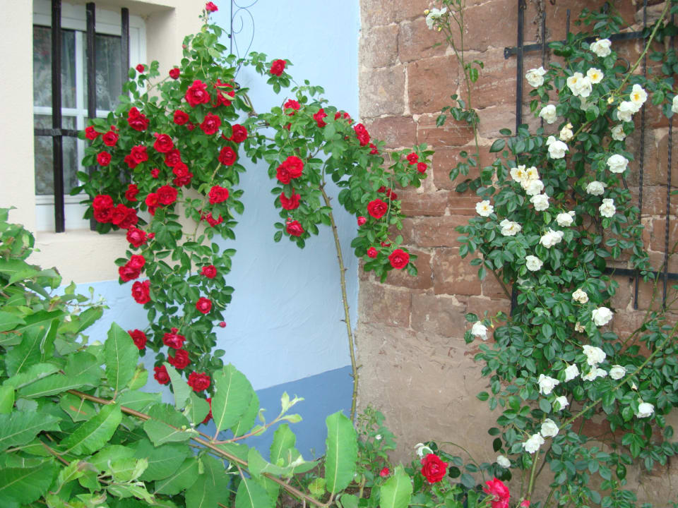 Gartenanlage Gästehaus No. 31 im Rosengarten