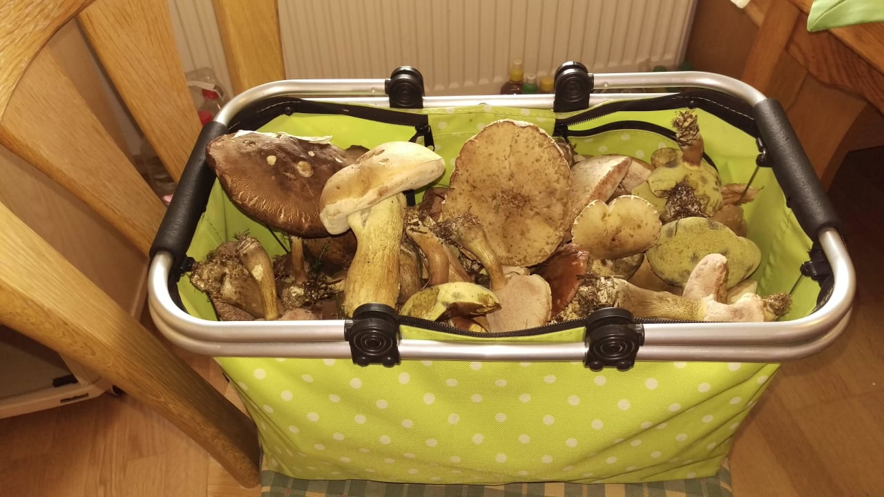 Waren Pilze pflücken Bauernhof Rauscher