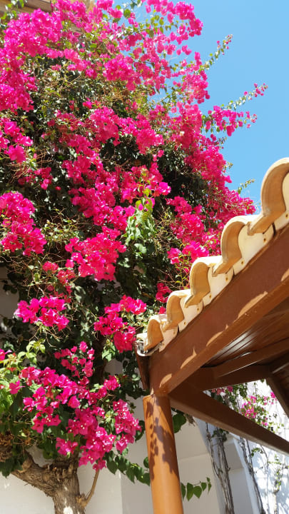Die schönsten Blumen  Lagas Aegean Village