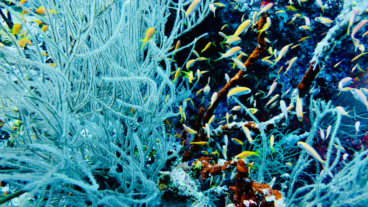 Sport & Freizeit Machchafushi Island Resort & Spa Maldives, The Centara Collection