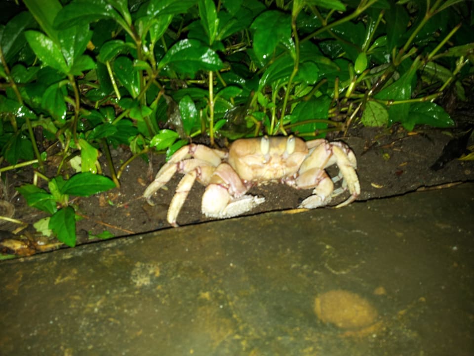 Krebs in Hotelanlage gefunden Hotel Southern Palms Beach Resort