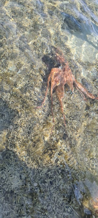 Strand Grand Waterworld Makadi