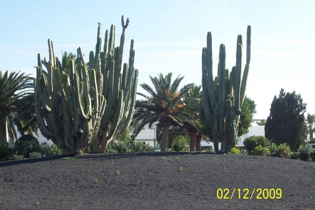 Garten Relaxia Olivina