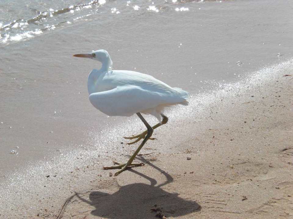 Strand Beach Albatros Resort