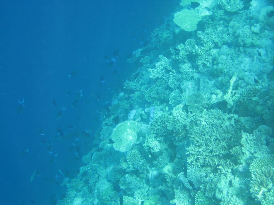 Schnorchelausflug Coral Garden NH Collection Maldives Reethi Resort