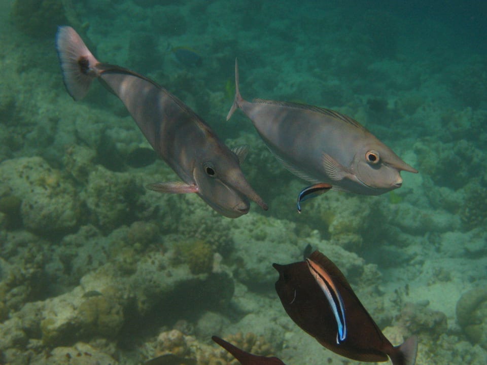 Unterwasserwelt am Hausriff NH Collection Maldives Reethi Resort
