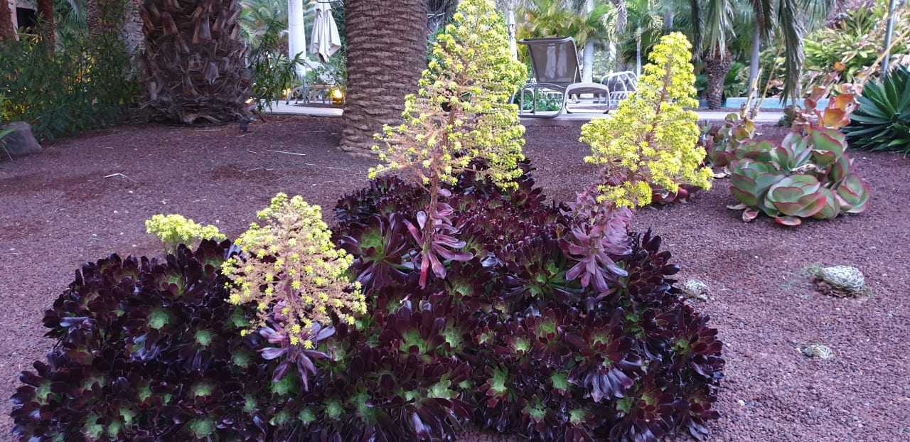 Gartenanlage Lopesan Baobab Resort