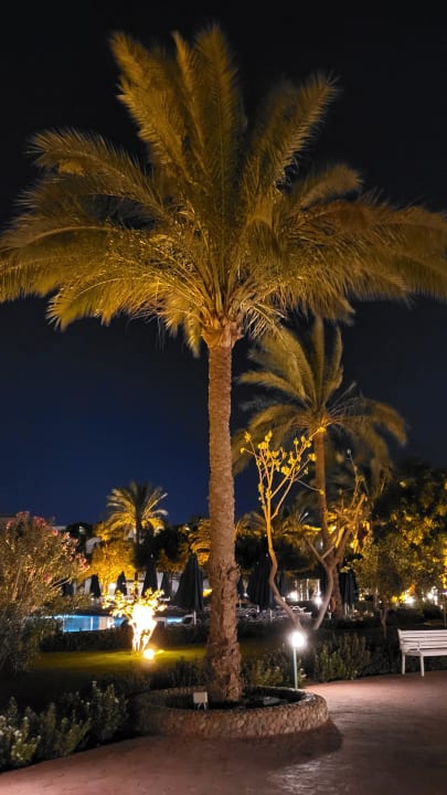 Gartenanlage Desert Rose