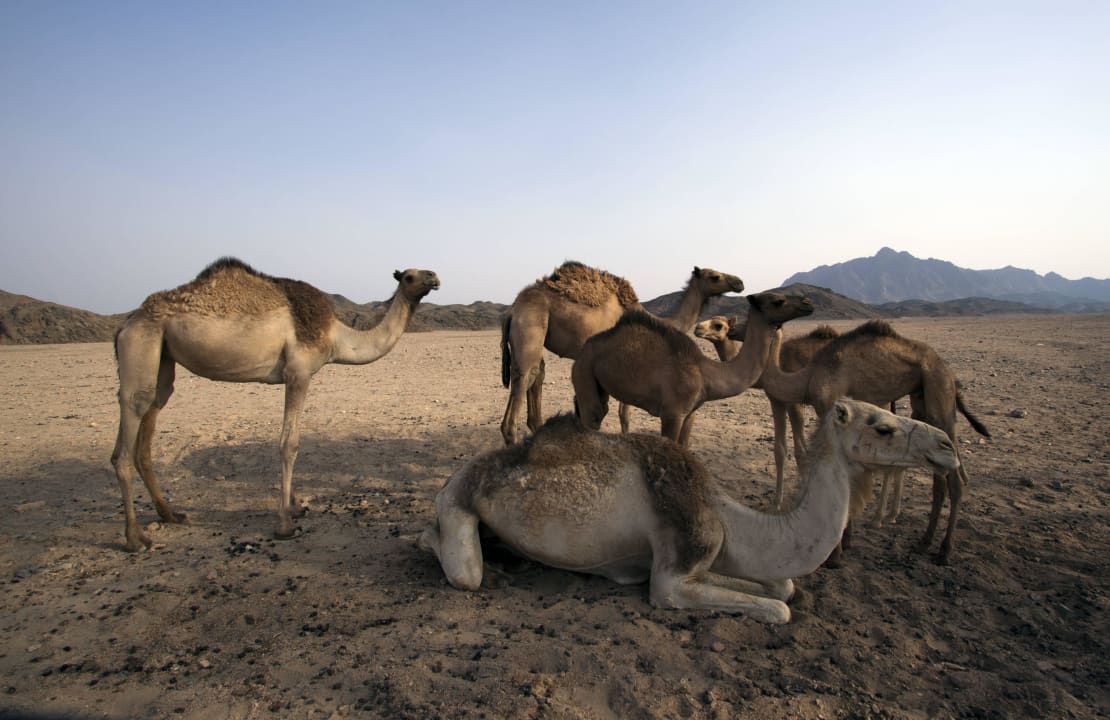 Journée Quad Swisstouch Oriental Resort Marsa Alam