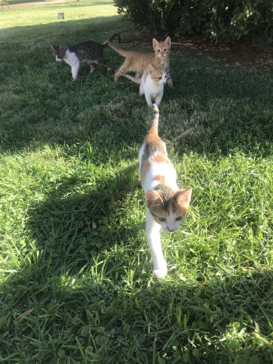 Gartenanlage Anissa Beach & Village