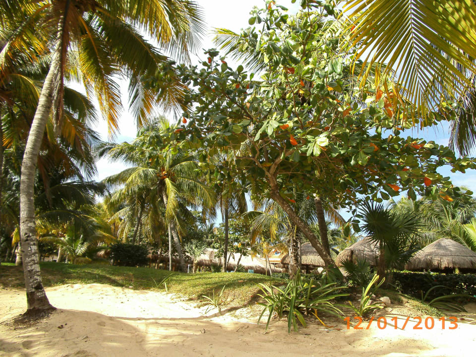 Oase am Strand Hotel Riu Playacar