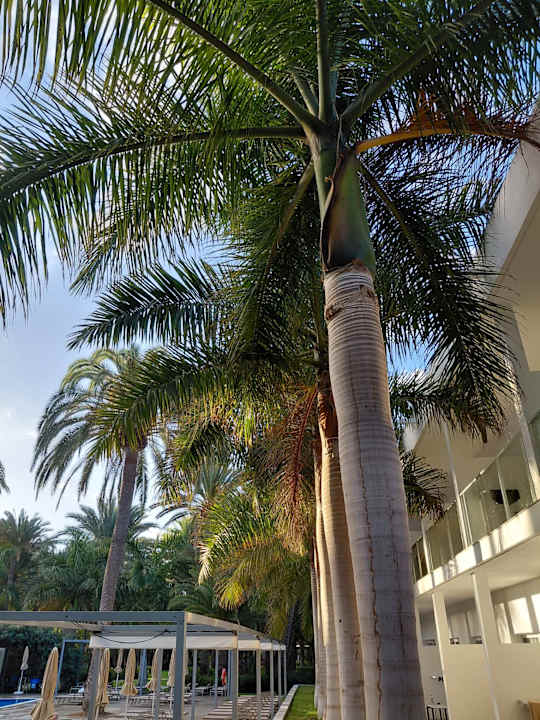 Pool Hotel Riu Palace Oasis