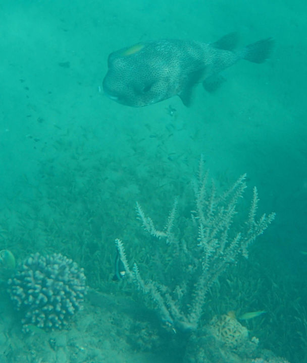 Makadi Beach Riffe Jaz Makadi Oasis Resort