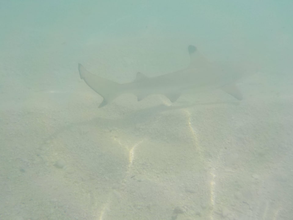 Kleine und größere Haie, jedoch ungefährlich ;-) Biyadhoo Island Resort