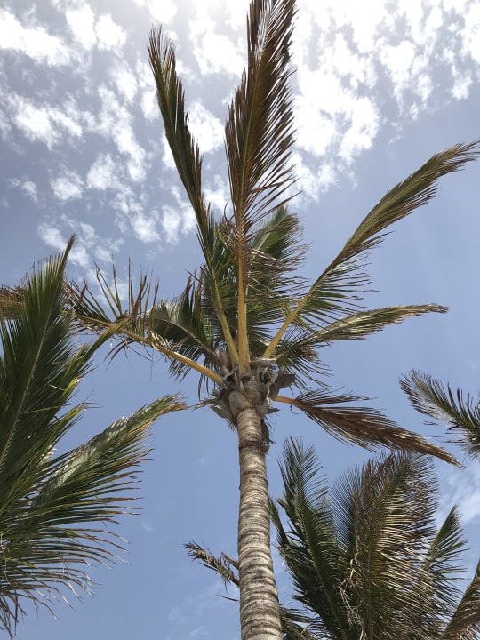 Gartenanlage Hotel Las Costas