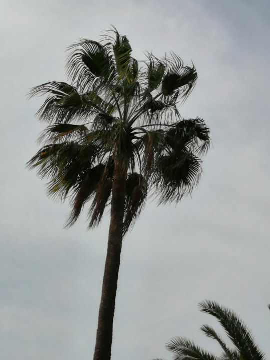 Gartenanlage Hotel Riu Vistamar