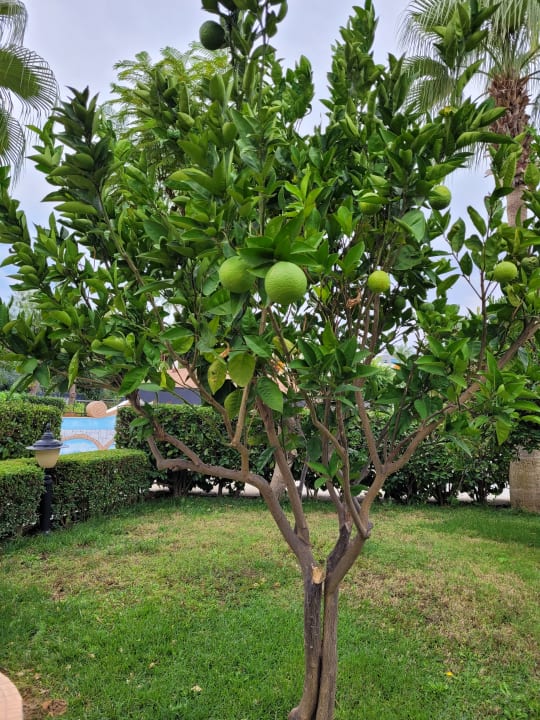 Gartenanlage Aydinbey Kings Palace & Spa