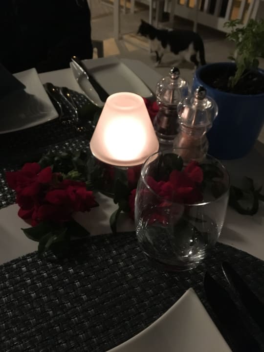 Gastro Acanthus Cennet Barut Collection