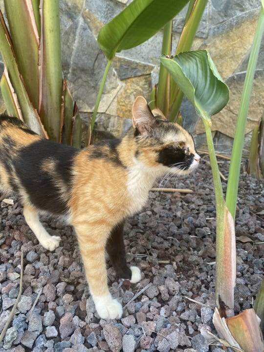 Gastro Rubi Platinum Sign