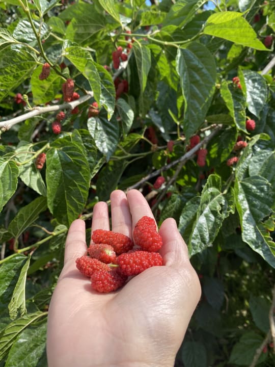 Gartenanlage Opia Hotel