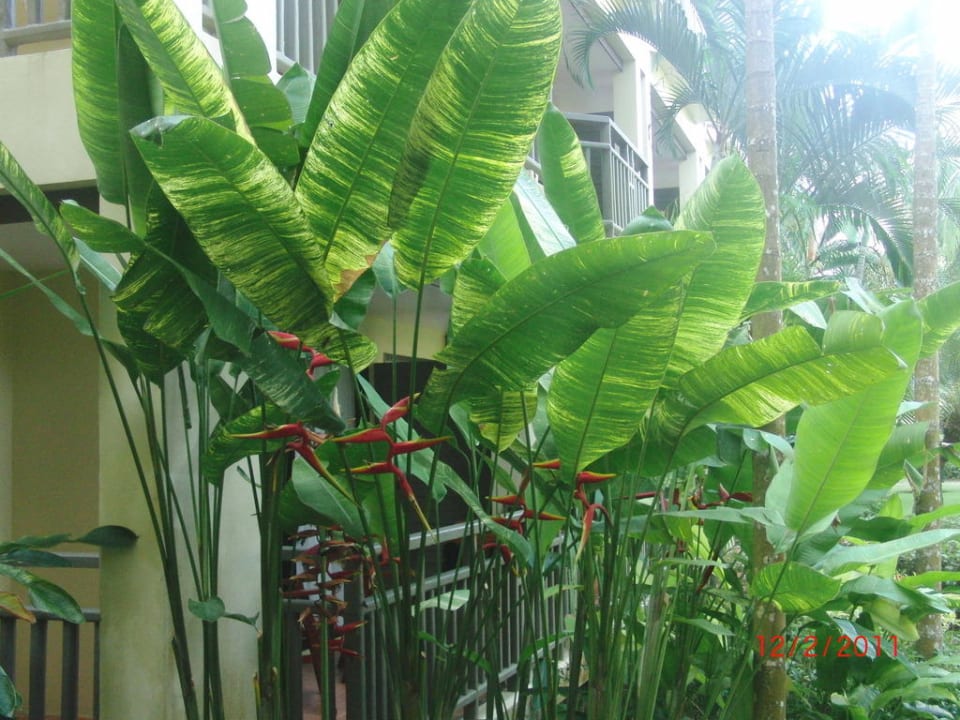 Soviel grün genau vor dem Balkon Phuket Marriott Resort & Spa Merlin Beach