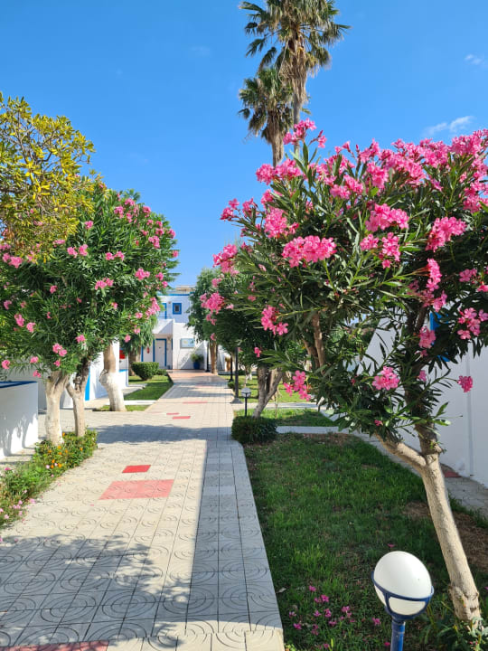 Gartenanlage Hotel Tigaki's Star