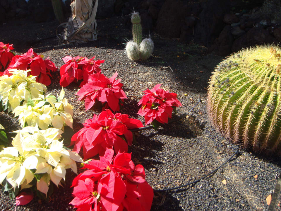 Gartenanlage Bull Costa Canaria & Spa - Adults only