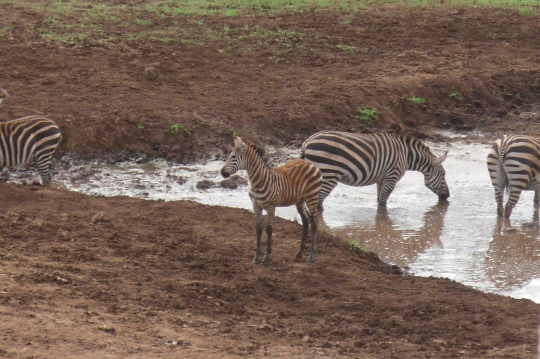 Zebras am Wasserloch der Lodge Salt Lick Safari Lodge
