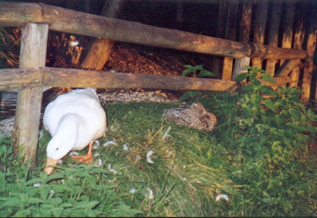 Gans auf Futtersuche Alpina Alpendorf