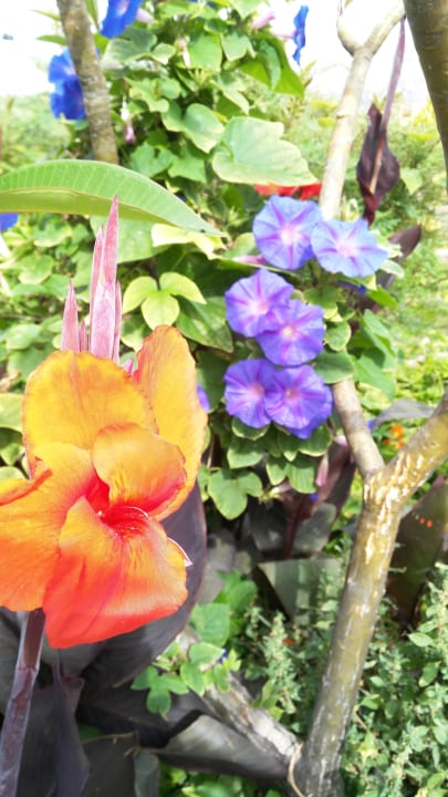 Gartenanlage Hotel South Coast