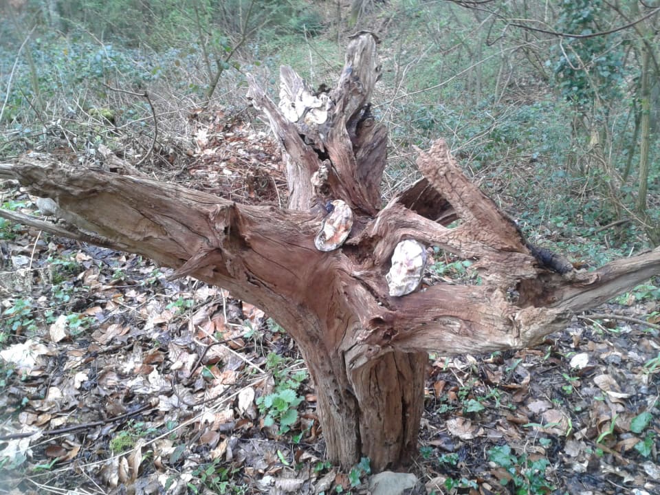 ... im Garten entdeckt ...  Ferienhaus Alm