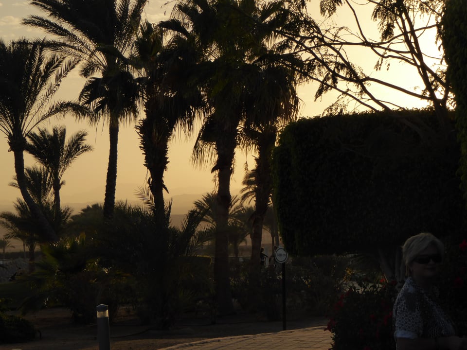 Gartenanlage Steigenberger Coraya Beach - Adults only