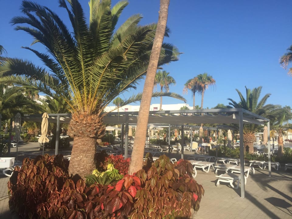 Ogród Hotel Riu Gran Canaria