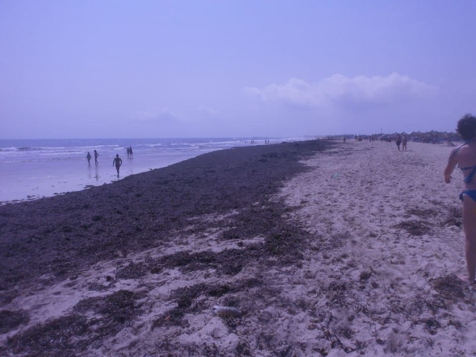 Noch mehr Seegras Vincci Helios Beach