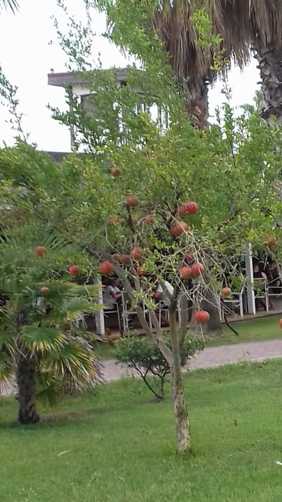 Gartenanlage Seaden Sea World Resort & Spa