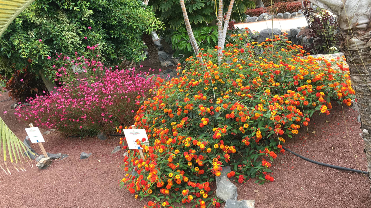 Gartenanlage Bahia Principe Sunlight Costa Adeje