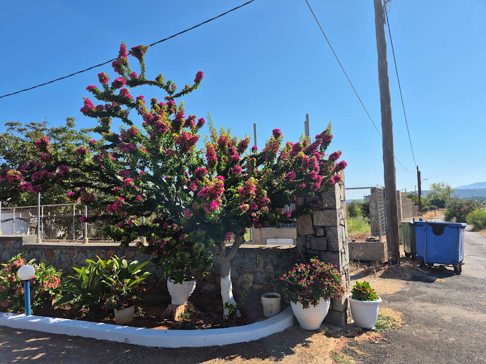 Gartenanlage allsun Hotel Carolina Mare