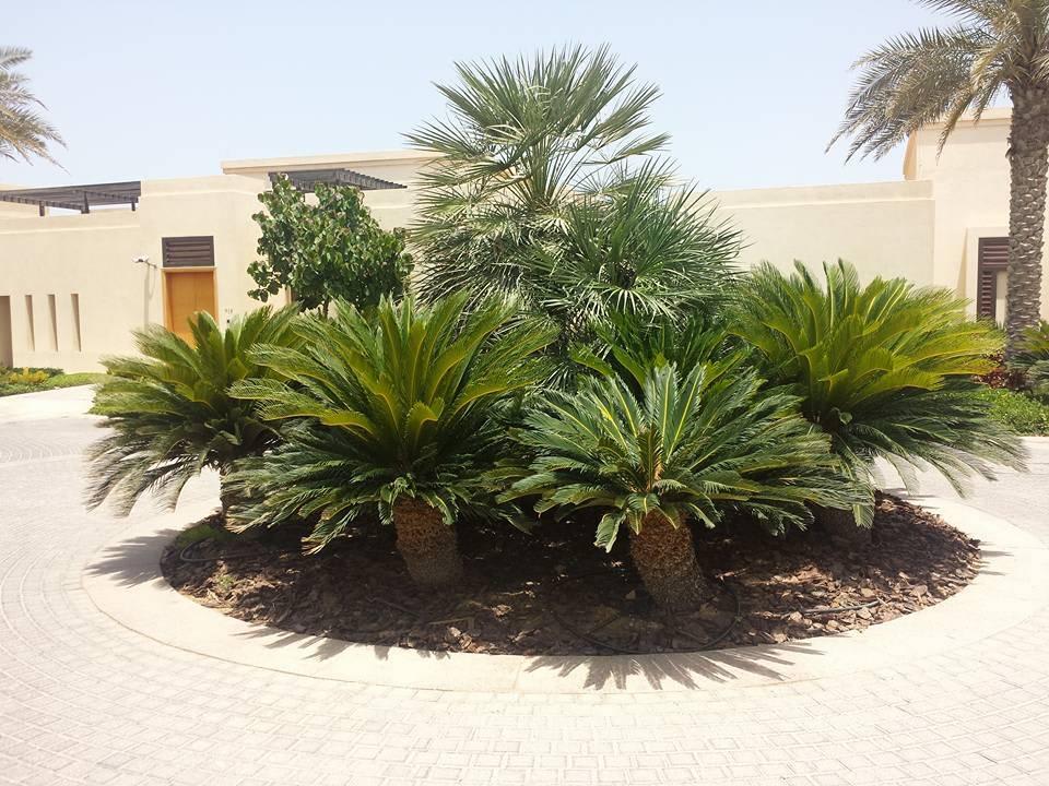 Palmen Park Hyatt Abu Dhabi Hotel and Villas