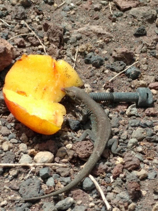 Sonstiges Hotel Pocillos Playa, Adults only