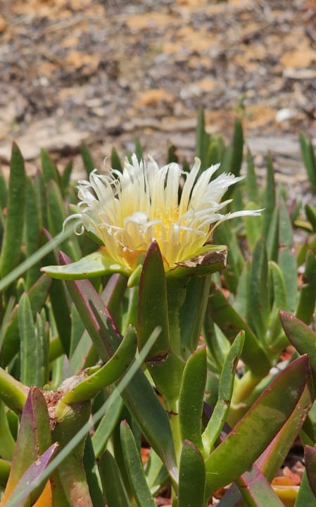 Gartenanlage AP Adriana Beach Resort