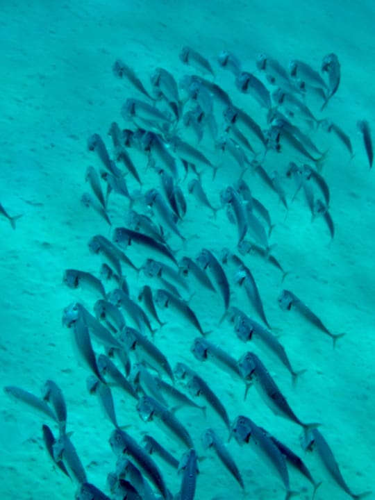 Strand Malikia Resort Abu Dabbab