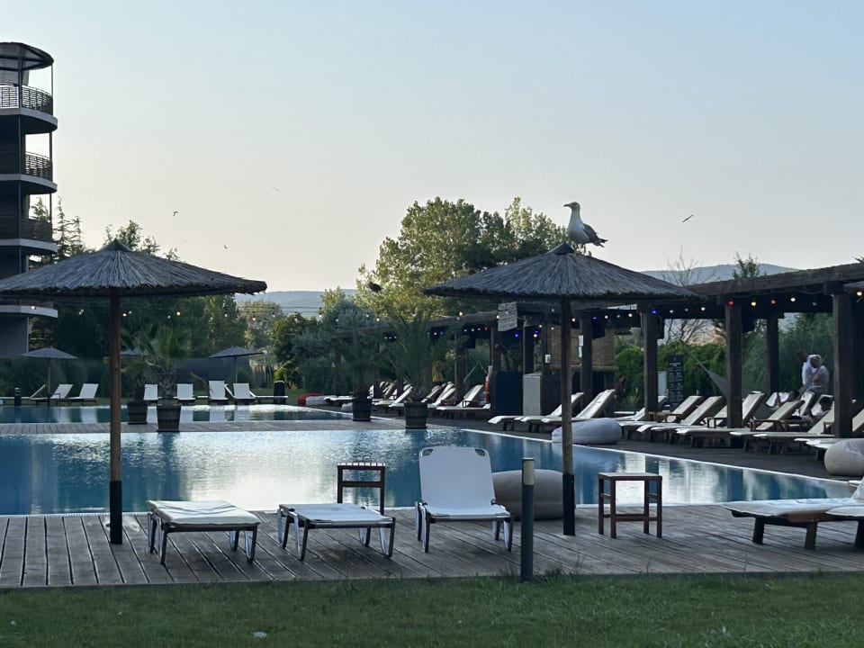 Pool Cook's Club Sunny Beach