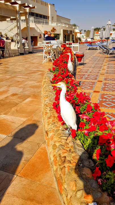 Gartenanlage Pickalbatros Dana Beach Resort - Hurghada