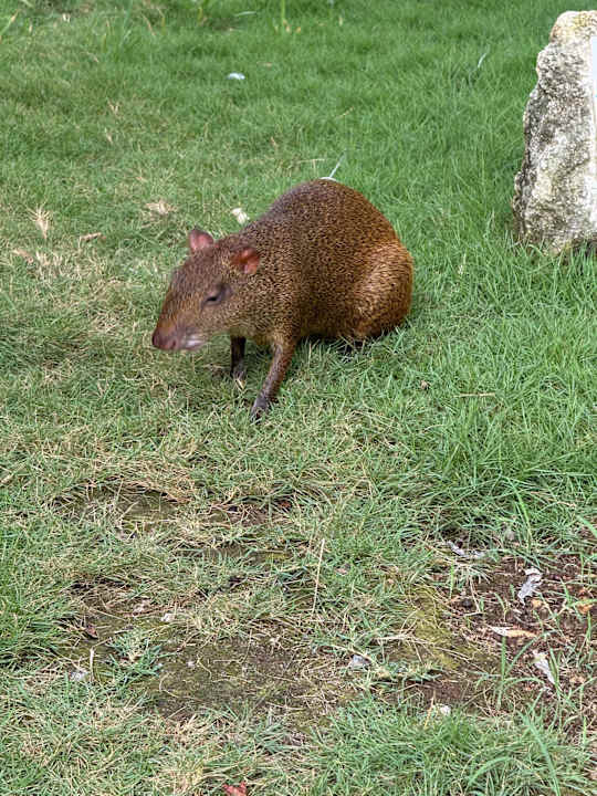 Gartenanlage Viva Azteca by Wyndham - All Inclusive Resort