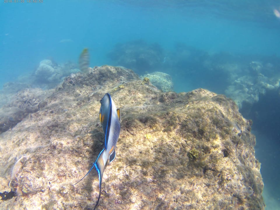 Sport & Freizeit Desert Rose