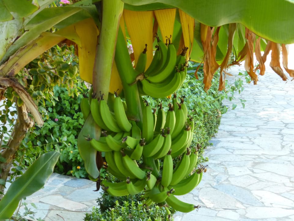 Banane Sentido Kyknos Beach Adults Only 16+