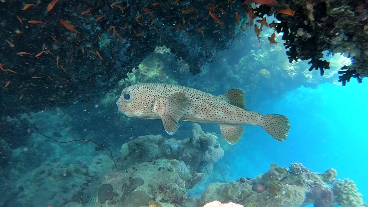 Sport & Freizeit Steigenberger Coraya Beach - Adults only